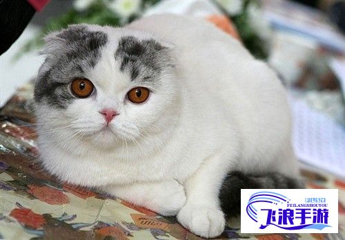 (以色列 猫) 以色猫展现梦幻色彩：揭秘它们独特毛色背后的进化生物学奥秘