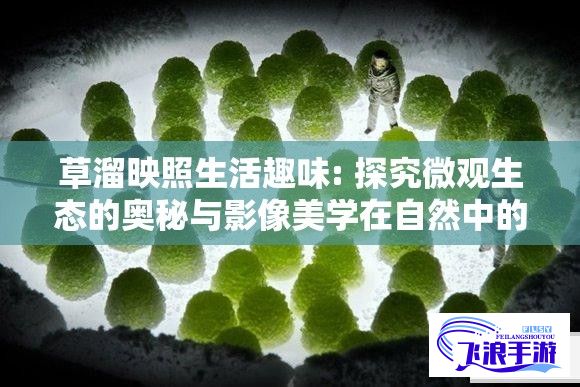 草溜映照生活趣味: 探究微观生态的奥秘与影像美学在自然中的融合探索