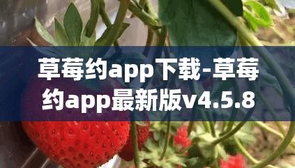 草莓约app下载-草莓约app最新版v4.5.8最新版本