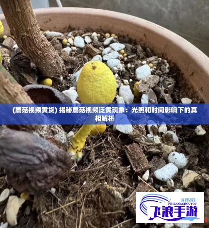 (蘑菇视频黄货) 揭秘蘑菇视频泛黄现象：光照和时间影响下的真相解析